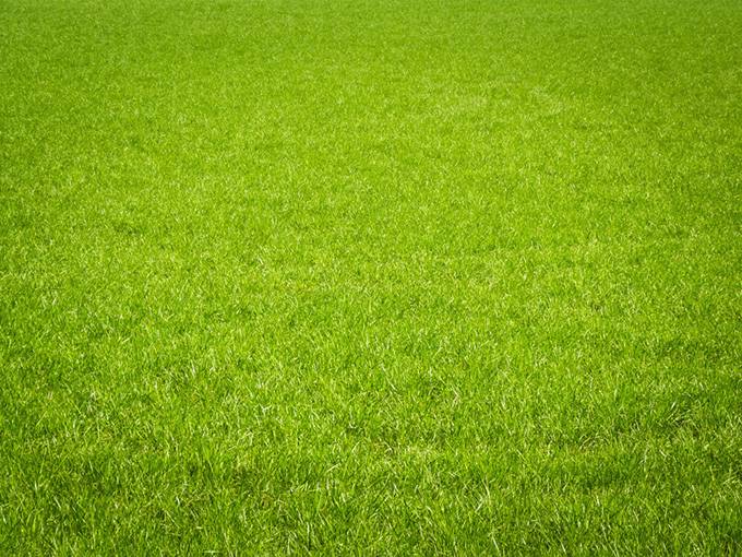 阳光春天绿色草地背景图片