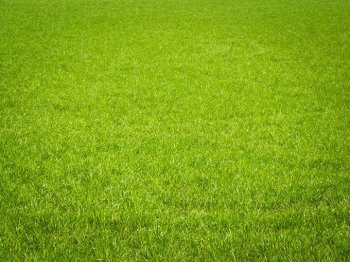 阳光春天绿色草地背景图片