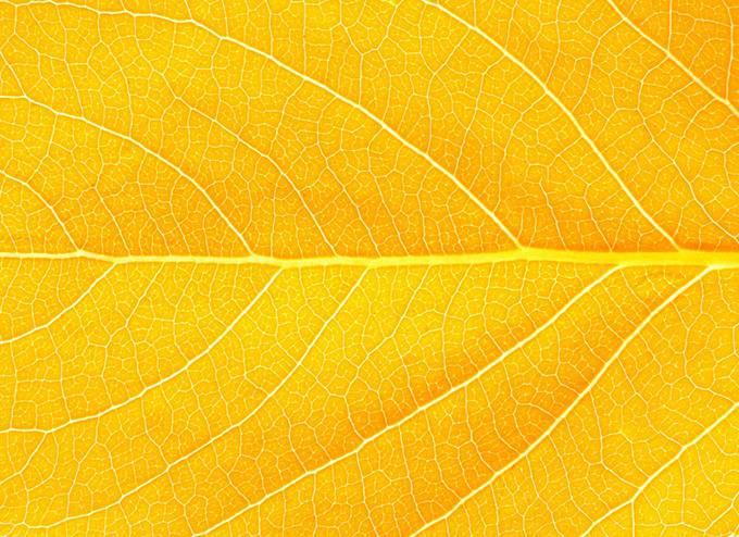 树叶金黄色纹理背景图片大全