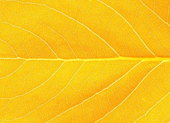 树叶金黄色纹理背景图片大全