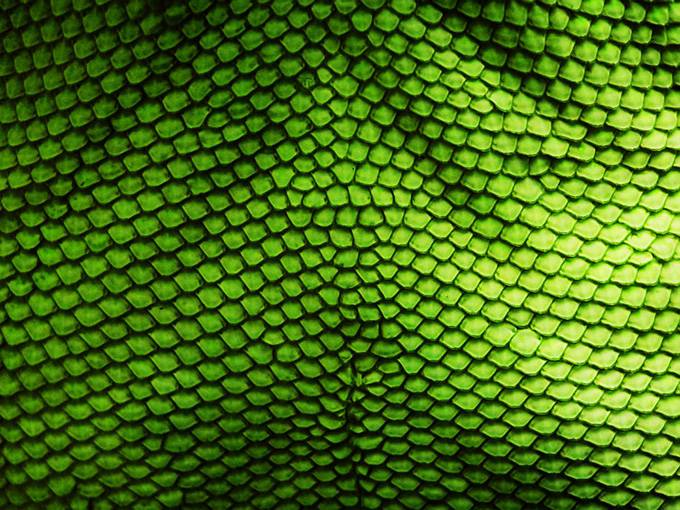 有层次的古典鳞片纹理背景图片素材