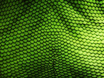 有层次的古典鳞片纹理背景图片素材