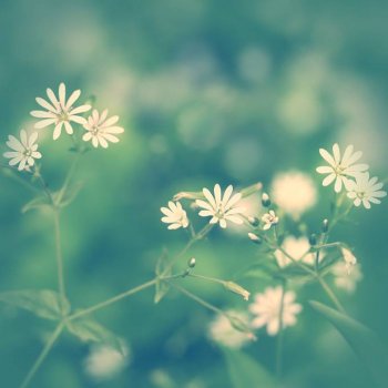 背景图片淡雅梦幻花卉