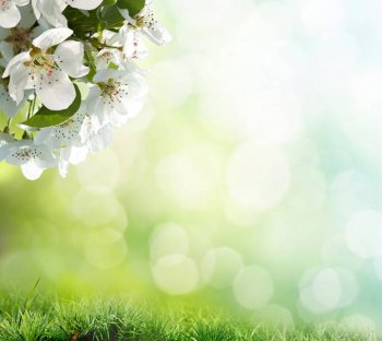 微博背景图梦幻花朵风情