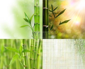 ppt以竹子为背景的淡雅图片
