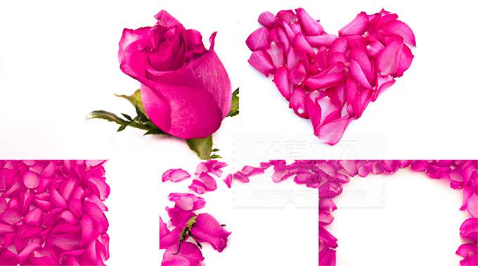 背景图片 精美情人节玫瑰花