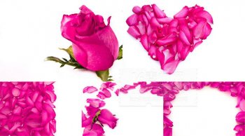 背景图片 精美情人节玫瑰花
