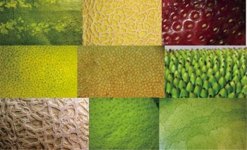 水果皮肤简约PPT背景图片