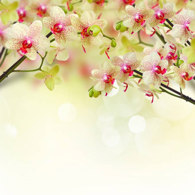 微信春天风景背景图片大全