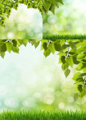 微信树叶草地背景图片