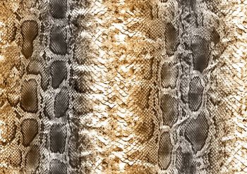 蛇皮纹理qq个性背景图片