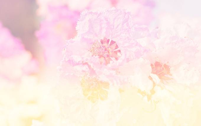 唯美鲜花ppt淡雅背景