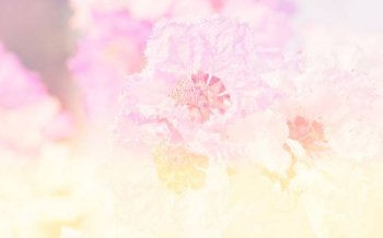 唯美鲜花ppt淡雅背景