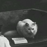 帅哥美女抱着猫咪黑白头像