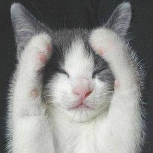 帅哥美女抱着猫咪黑白头像