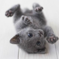 帅哥美女抱着猫咪黑白头像