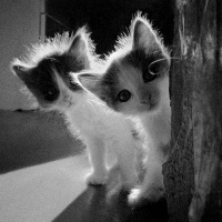 帅哥美女抱着猫咪黑白头像