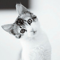 帅哥美女抱着猫咪黑白头像