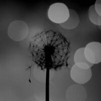 忧伤的女生黑白头像不带字图片