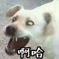 浓浓心意最新qq搞笑情侣头像萌图