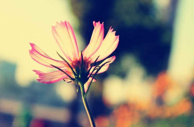 温暖唯美治愈系风景图片