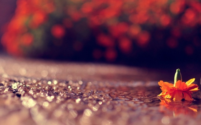 最新唯美爱情伤感意境图片