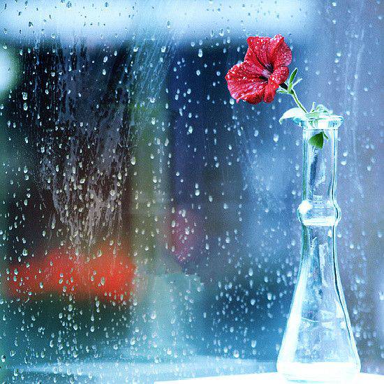 伤感唯美玫瑰图片素材