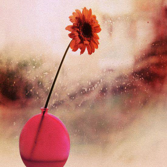 伤感唯美玫瑰图片素材