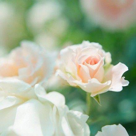 伤感唯美玫瑰图片素材