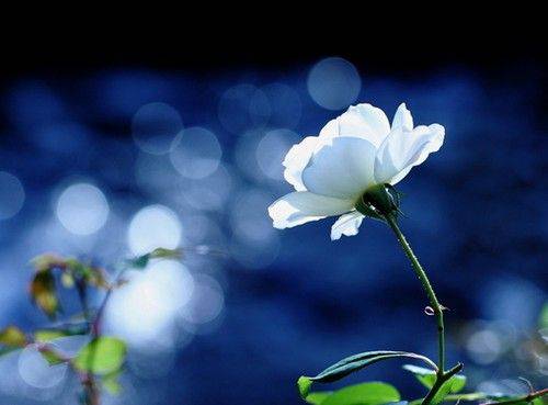 伤感唯美玫瑰图片素材