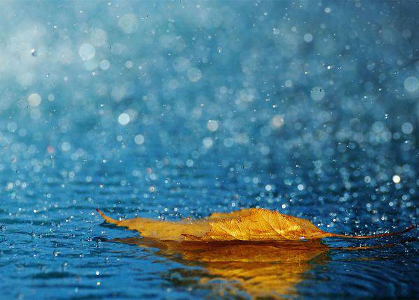 伤感唯美玫瑰图片素材