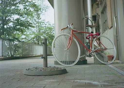 个性化唯美烂漫主题图片