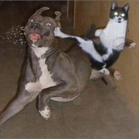 个性搞笑表情狗狗头像图片大全