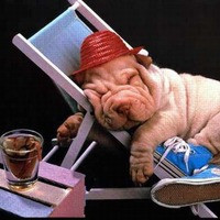 个性搞笑表情狗狗头像图片大全