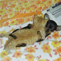 个性搞笑表情狗狗头像图片大全