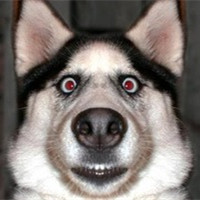 个性搞笑表情狗狗头像图片大全