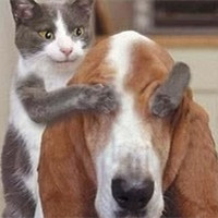 个性搞笑表情狗狗头像图片大全