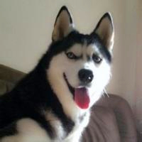 个性搞笑表情狗狗头像图片大全