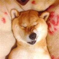 个性搞笑表情狗狗头像图片大全