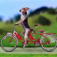 个性搞笑表情狗狗头像图片大全