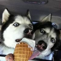 个性唯美搞笑哈士奇头像小图