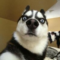 个性唯美搞笑哈士奇头像小图