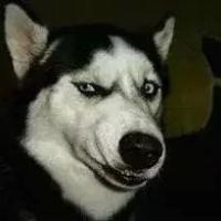 个性唯美搞笑哈士奇头像小图