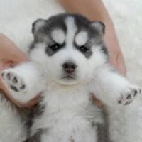 个性唯美搞笑哈士奇头像小图