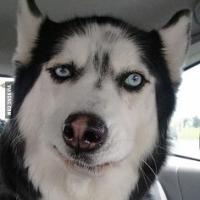 个性唯美搞笑哈士奇头像小图