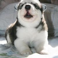 个性唯美搞笑哈士奇头像小图