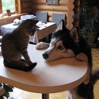 个性唯美搞笑哈士奇头像小图