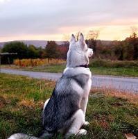 个性唯美搞笑哈士奇头像小图