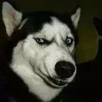 个性唯美搞笑哈士奇头像小图