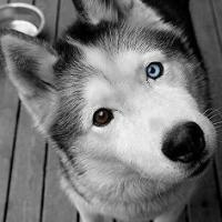 个性唯美搞笑哈士奇头像小图